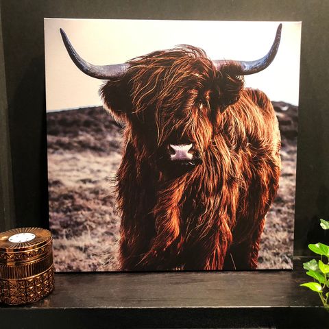 Dekorativt bilde på lerret,  Highland cow, 50x50 cm