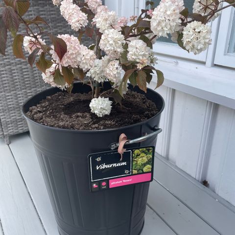 SAMMENPLANTING - snøballbusk og Lobelia i samme krukke. ( sort sinktønne)