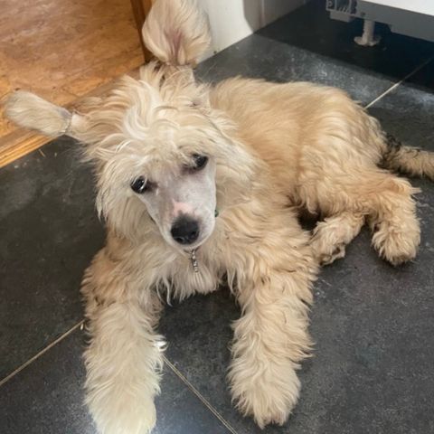 Chinese Crested puff