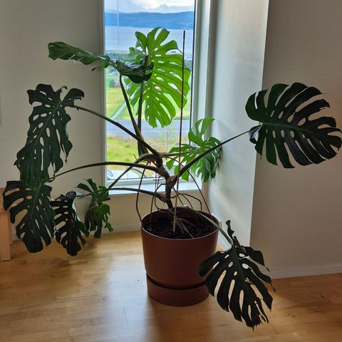 Monstera 'Delicosa'