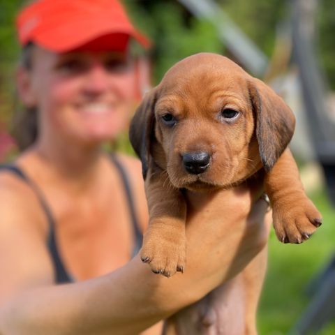 Herlige Dachs / Basset fauve valper 🐶