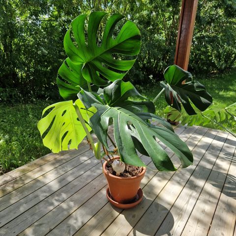 Diverse stueplanter