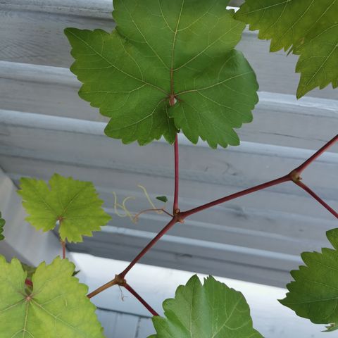 Sunn vinranke-plante / drue-plante i god vekst, ca 1 meter høy