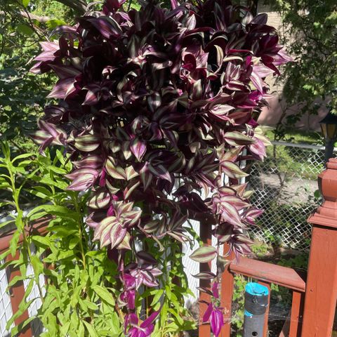 Tradescantia Zebrina stiklinger