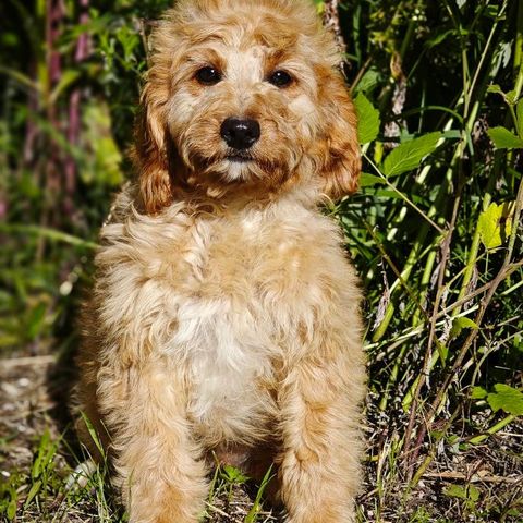 Cockapoo F1 hannhund!