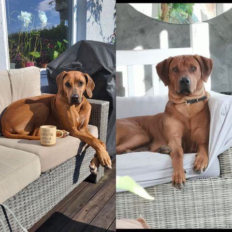 Rhodesian Ridgeback Valper leveringsklare slutten av November 💕