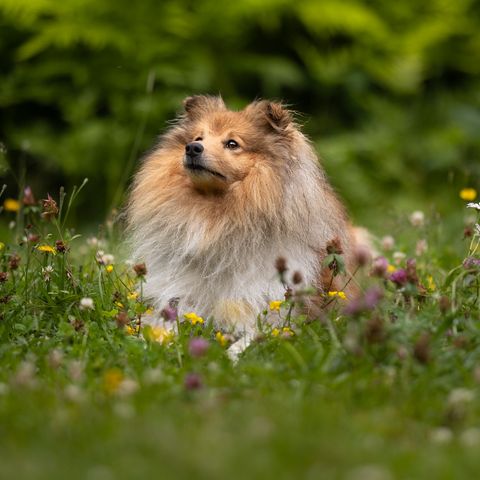 Shetland sheepdog