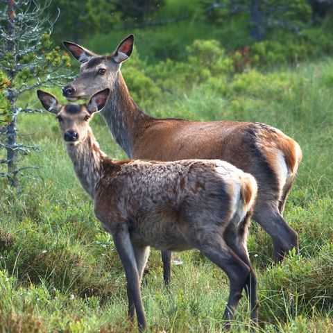 Ønsker å leie hjortejakt/rådyrjakt