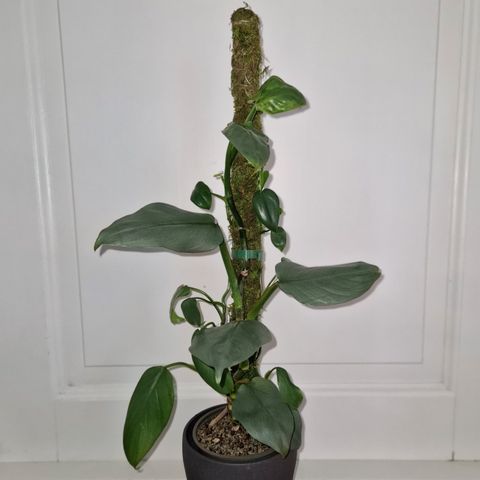 Philodendron silver sword