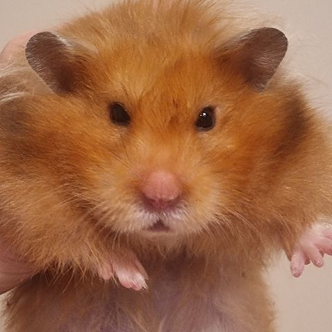 Lykkelabb hamsteroppdrett har nydelig hamster til omplassering