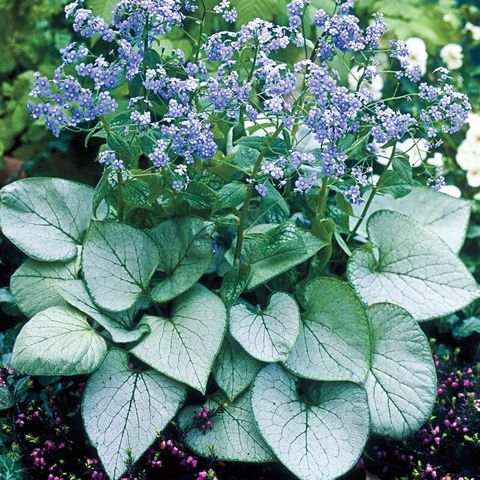 Forglemmegeisøster «Brunnera Macrophylla Silver Heart»