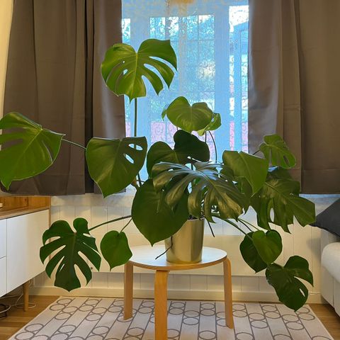 Diger monstera