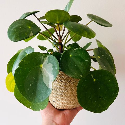 pilea albo variegata baby planter - bare 1 igjen