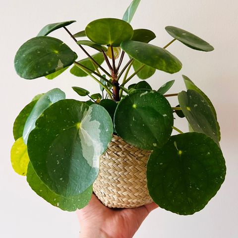 pilea albo variegata baby planter