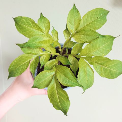 Amorphophallus konjac plante