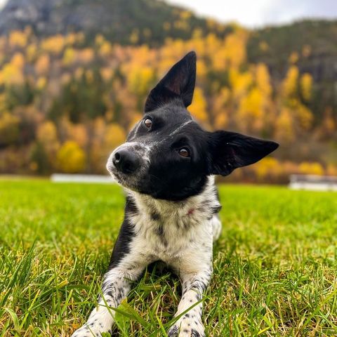 Border collie Valper med gode arbeidslinjer