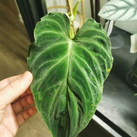 Philodendron verrucosum tambillo