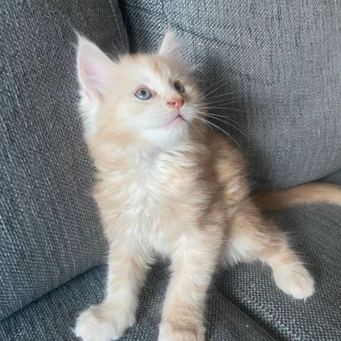 (RESERVERT) 100% maine coon kattunge (uten stamtavle)