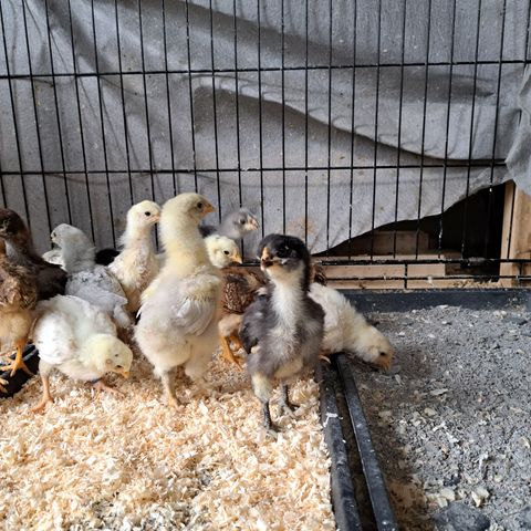 Kyllinger fargeverper easter egger høner marans