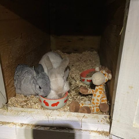 Har 3 kaniner som trenger et nytt hjem.