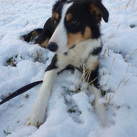 Fantastisk 2år gammel Border Collie tispe selges