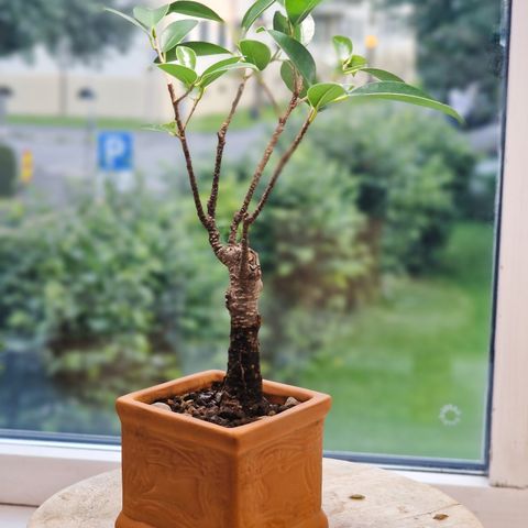 Ficus Retusa Bonsai