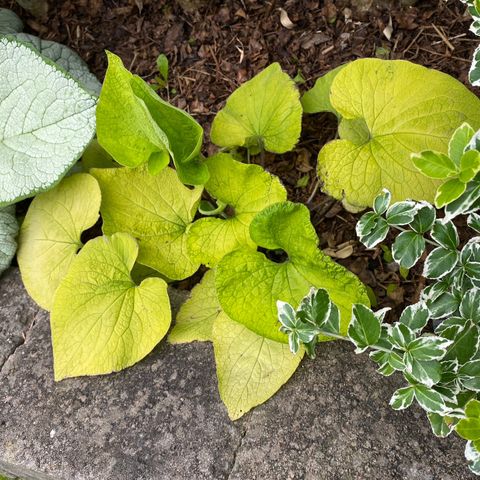 Brunnera macrophylla Diane's Gold - Staude - Store planter!