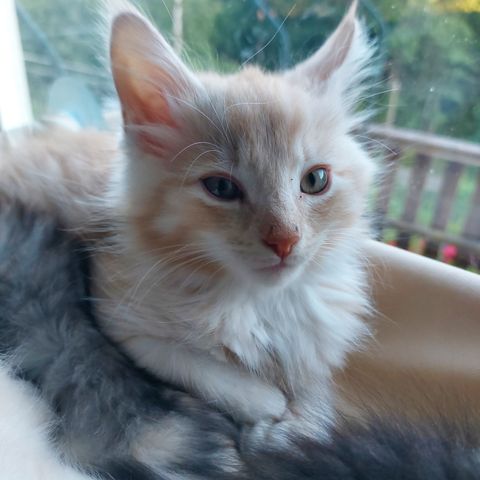 Maine coon bl. 1 igjen