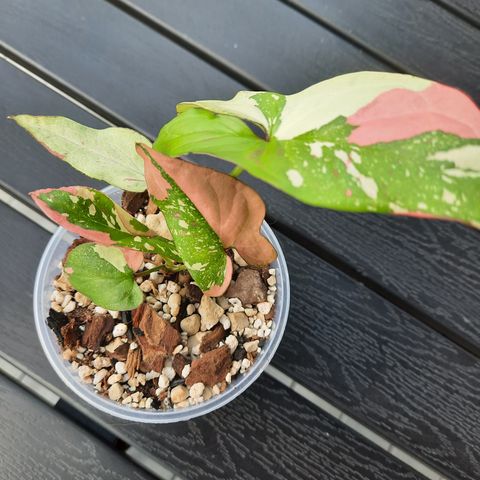 Syngonium red spot tricolor