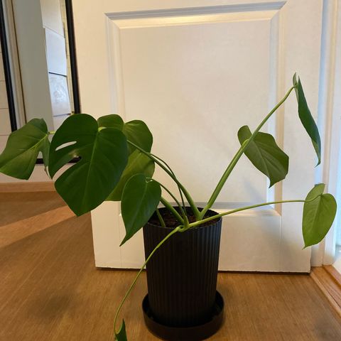 Monstera med potte