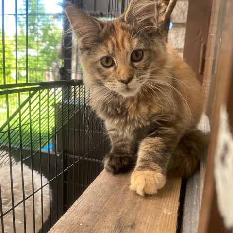 Maine coon med stamtavla i Sverak