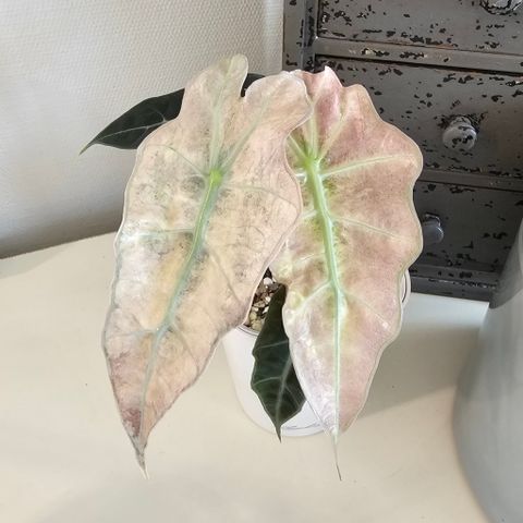 Alocasia Polly pink variegated knoller