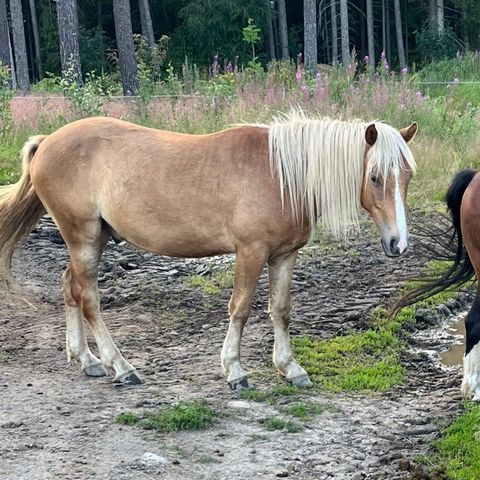 Nordlandsvallak 2 år