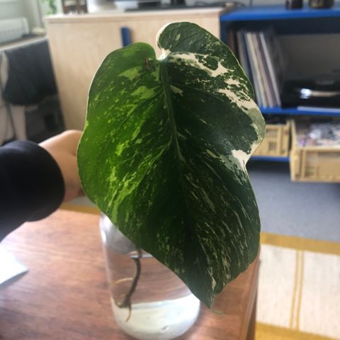 Godt etablert monstera variegata stikling