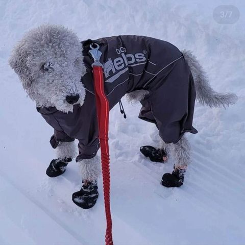 Helios dekken hund