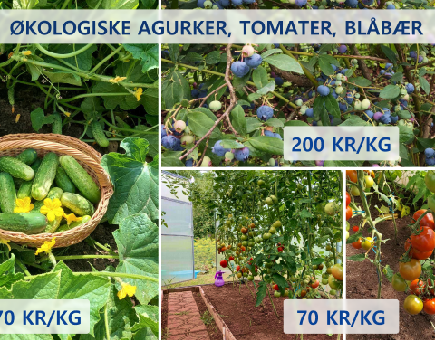 Økologiske agurker, tomater og blåbær