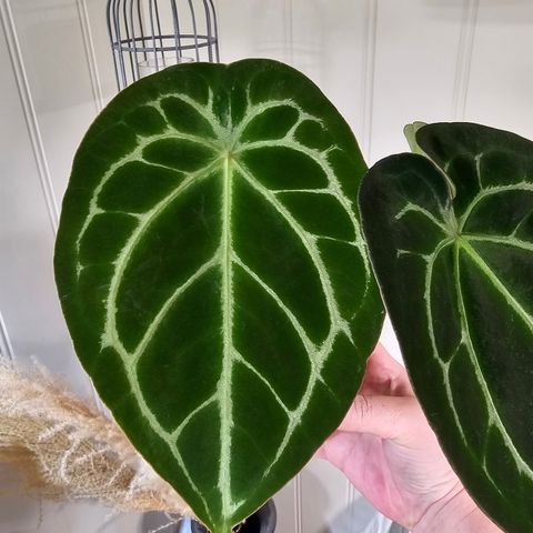 Anthurium Forgetii dark X Silver blush