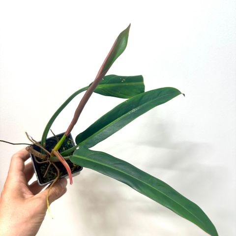 Philodendron bicolor - etablert liten plante!