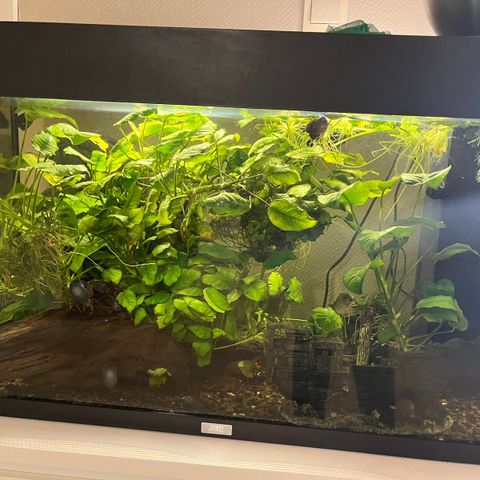 Flott akvarium med bord