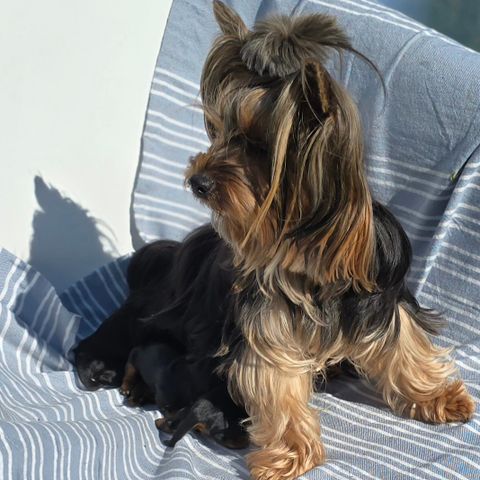 Yorkshire terrier VALPER