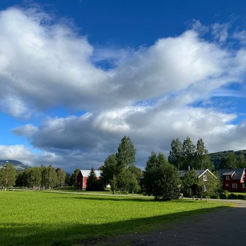 Snill hest ønskes til idyllisk gård