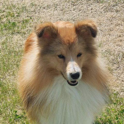 Shetland sheepdog