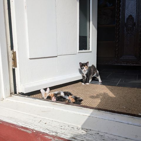 Kattunger søker nye hjem