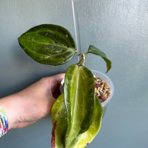 Hoya latifolia ‘Bai bua’