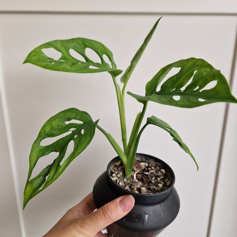 Monstera adansonii(revertert aurea variegata) plante selges