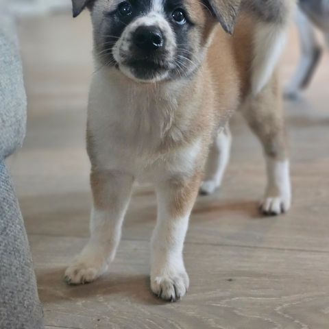 Bordercollie/huskita valper