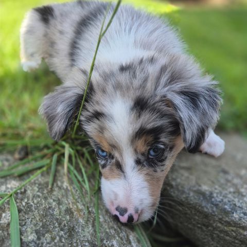 Bordercollie valper