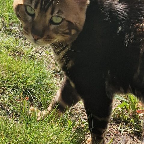 Bengal katt omplasseres