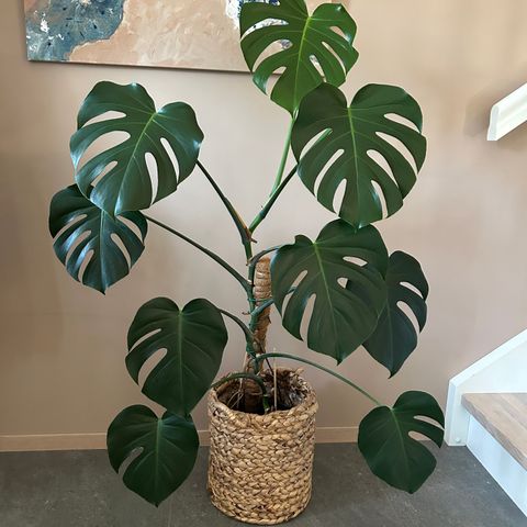 Monstera