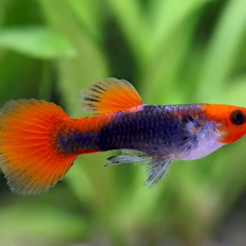 Koi Tuxedo Guppy ønskes kjøpt